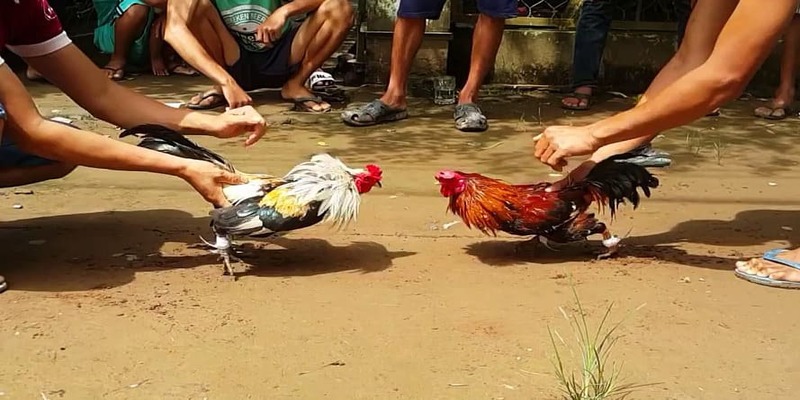 Thuốc Đá Gà Bịp Và Những Thứ Anh Em Cần Lưu Ý Khi Sử Dụng 3 Những loại thuốc đá gà bịp được dùng nhiều nhất
